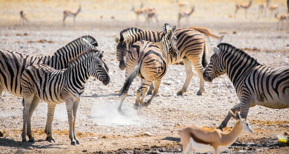 The Ultimate Luxury Safari Experience In Namibia