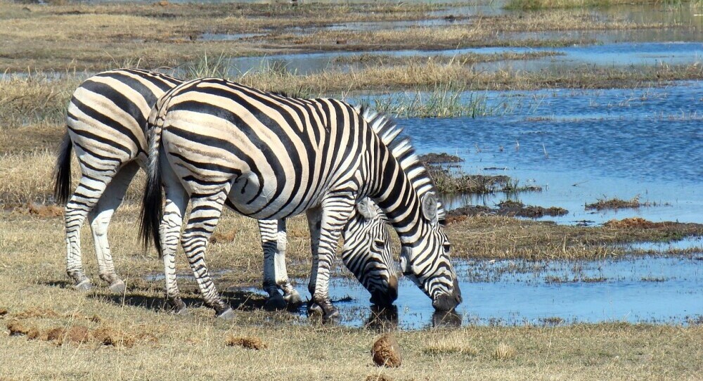 12-day Botswana’s Finest Highlights Safaris